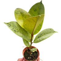 Ficus 'shivereana' (Moonshine)