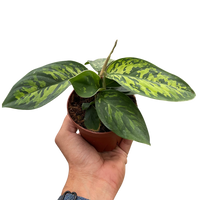 Homalomena 'Camouflage'