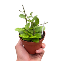 Hoya Bilobata