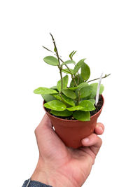 Hoya Bilobata