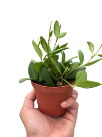 Hoya Chouke