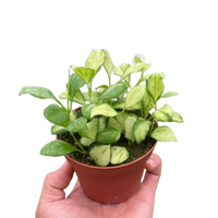 Hoya Heuschkeliana Variegated