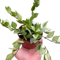 Hoya 'Krohniana Super Silver'