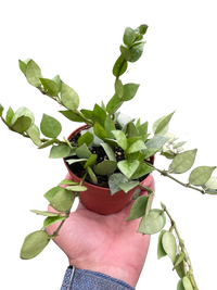 Hoya 'Krohniana Super Silver'