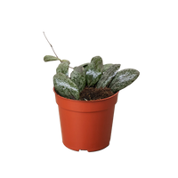 Hoya Sigillatis Round