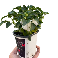 Impatiens