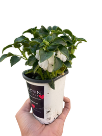 Impatiens
