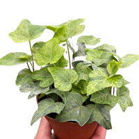 Ivy Tropical Blizzard