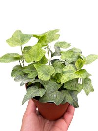 Ivy Tropical Blizzard