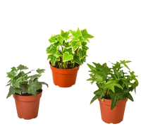 3 Different English Ivy Plants - 4" Pot - Live House Plant