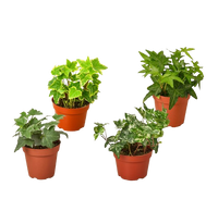 4 Different English Ivy Plants - 4" Pots - Live House Plant