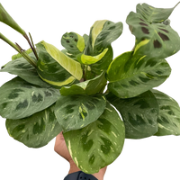 Maranta Variegated 'Beauty Kim'