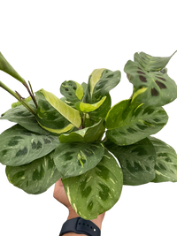 Maranta Variegated 'Beauty Kim'