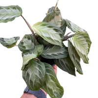 Maranta 'Silver Band'