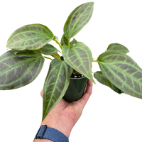 Monolena 'Primuliflora'