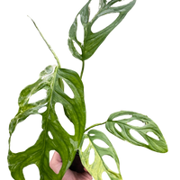 Monstera Adansonii 'Swiss Cheese Variegated'