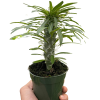 Pachypodium 'lamerei' (Madagascar Palm)