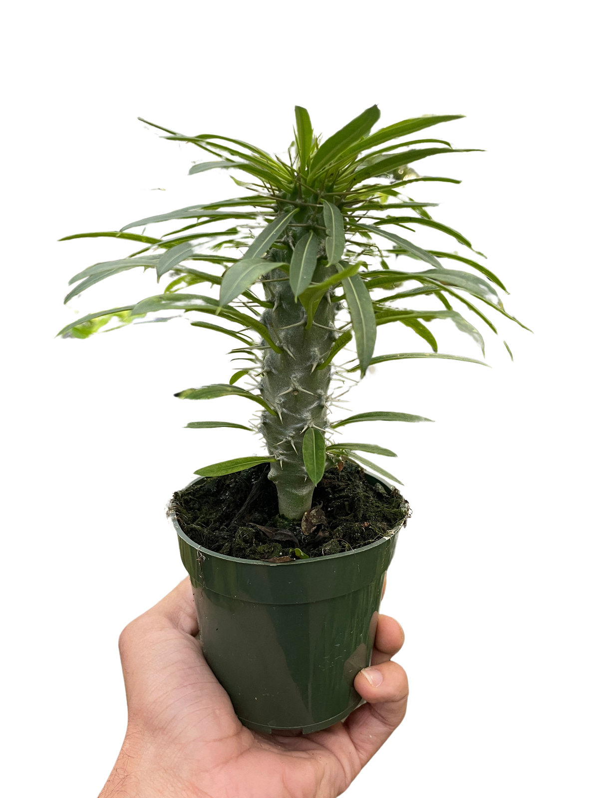 succulent palm Pachypodium 'lamerei' (Madagascar Palm)