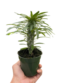 Pachypodium 'lamerei' (Madagascar Palm)