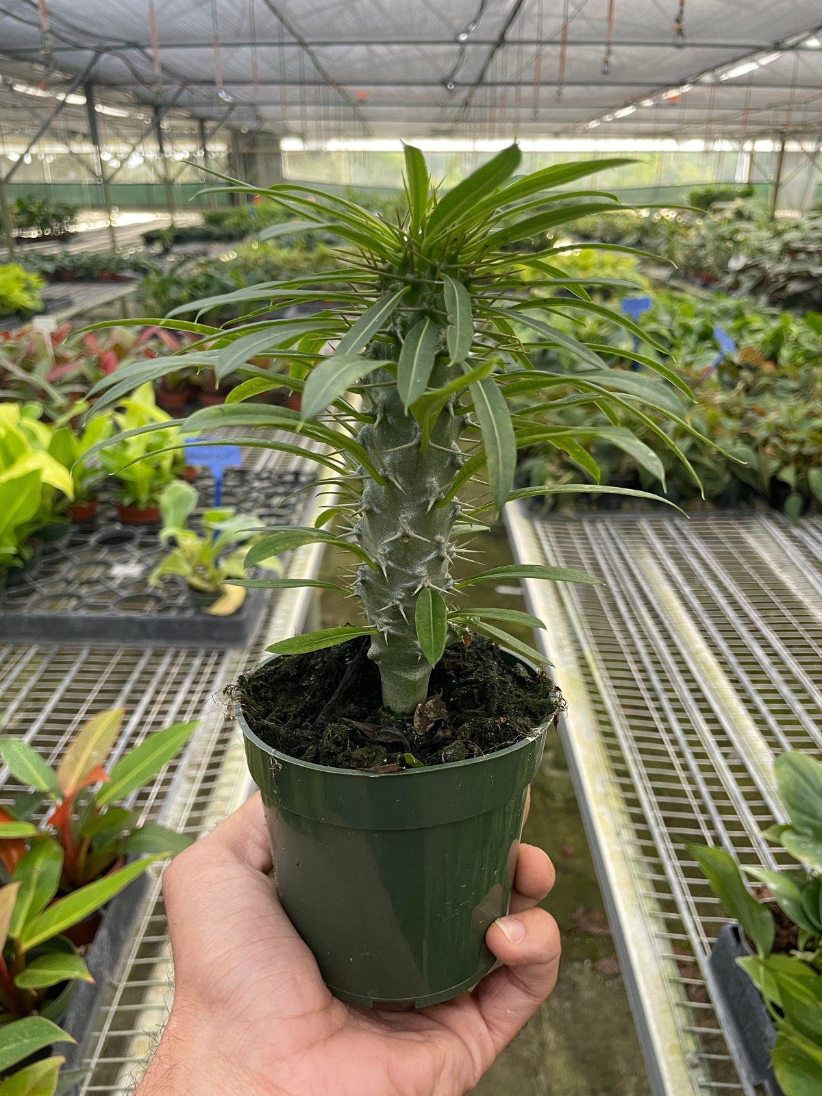 succulent palm tree Madagascar Palm