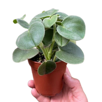 Peperomia 'Felted'