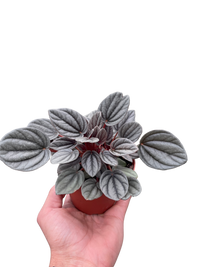 Peperomia 'Mendoza'