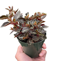 Peperomia 'Metallica'