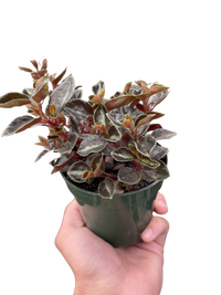 Peperomia 'Metallica'