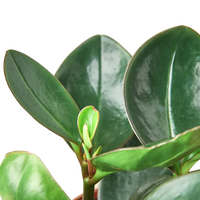 Peperomia Red Edge