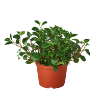 Peperomia 'Glabella'