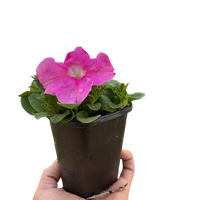 Petunia