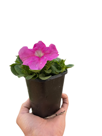 Petunia