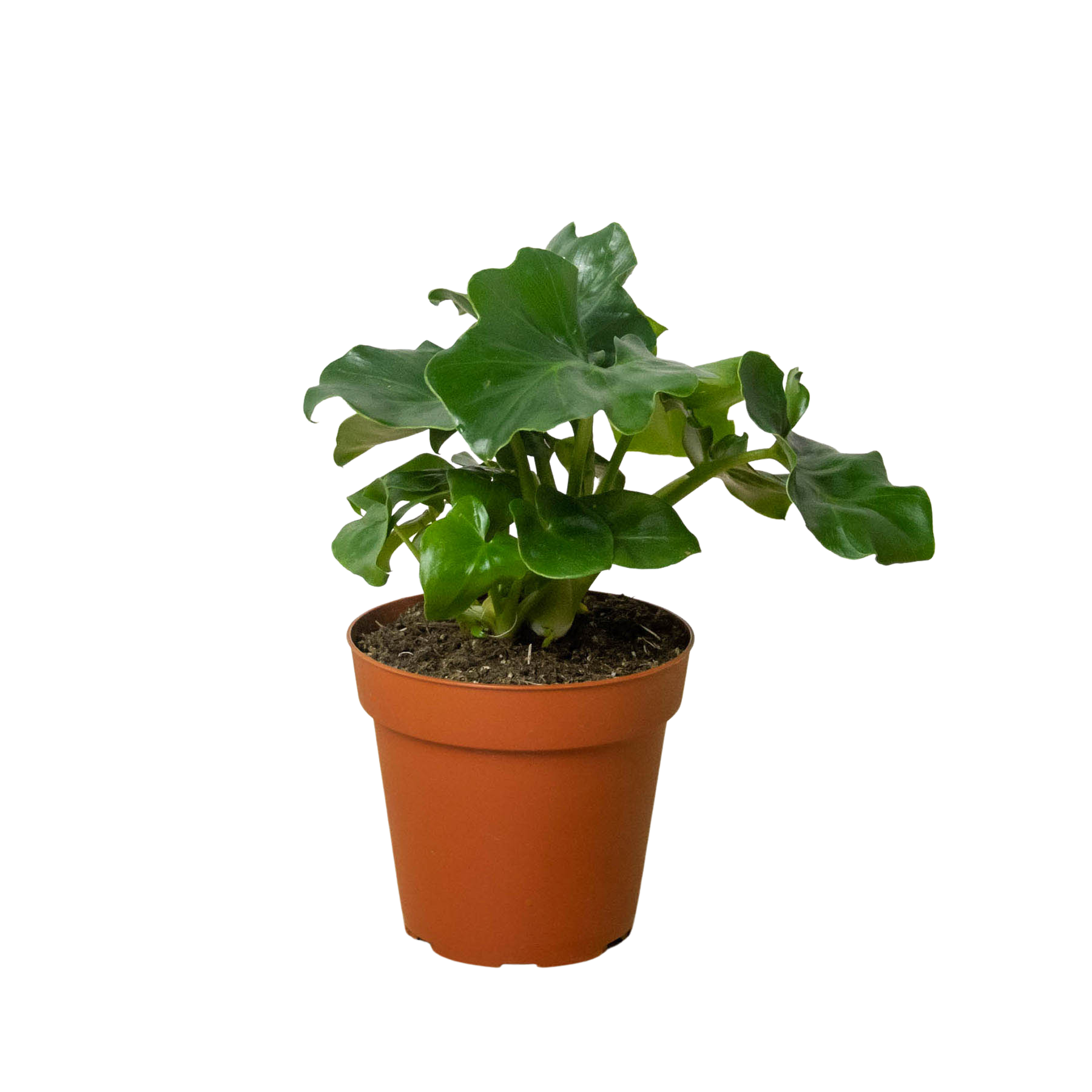 ruffled philodendron Philodendron Atom