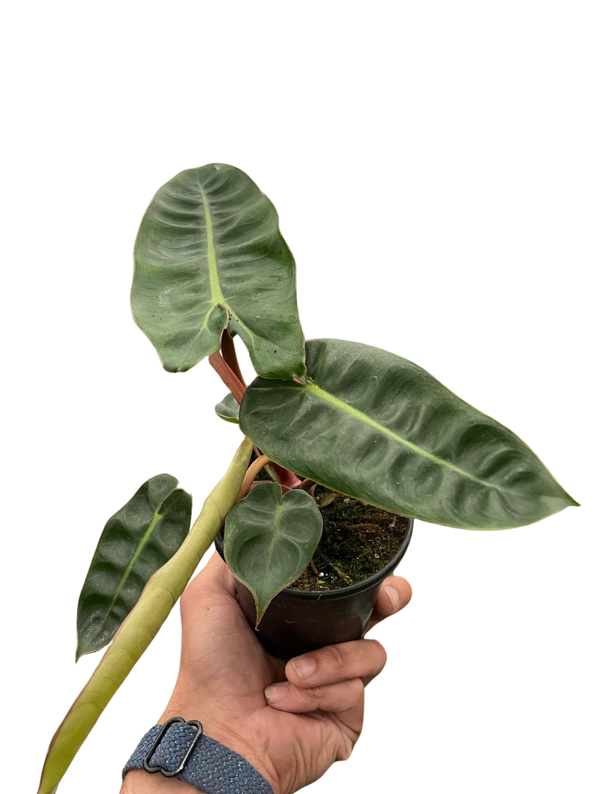 philodendron billietiae orange stem Philodendron Billietiae