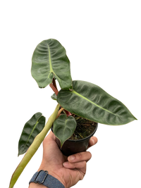 Philodendron 'Billietiae'