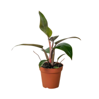 Philodendron 'Birkin Pink'