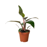 Philodendron 'Birkin Pink'
