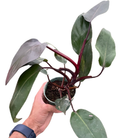 Philodendron 'Burgundy Princess' (Reverted Pink Princess) - B-Grade