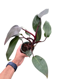 Philodendron 'Burgundy Princess' (Reverted Pink Princess) - B-Grade