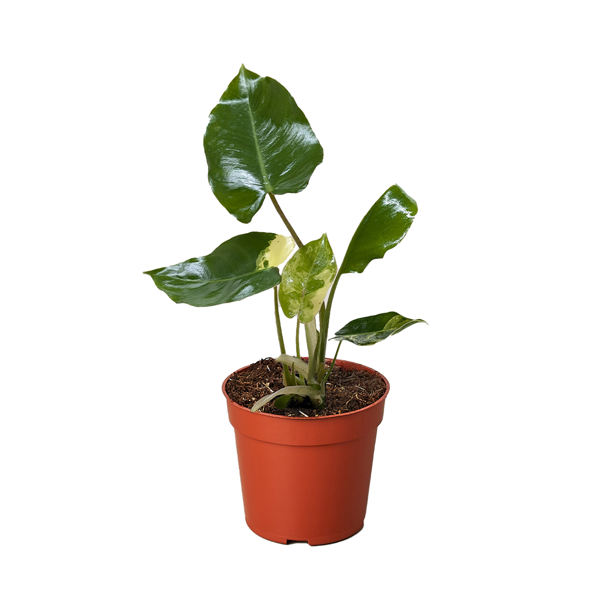 Philodendron Burle Marx Albo with green leaves splashed with white variegation
