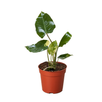 Philodendron Burle Marx Albo with green leaves splashed with white variegation