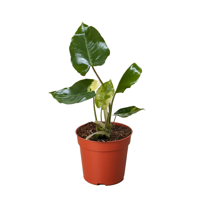 Philodendron Burle Marx Albo with green leaves splashed with white variegation