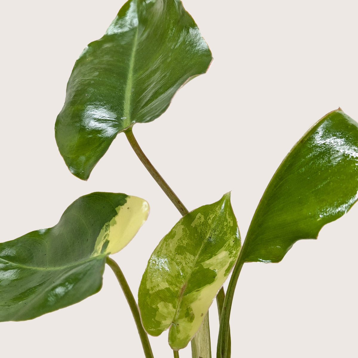 Philodendron Burle Marx Albo with green leaves splashed with white variegation