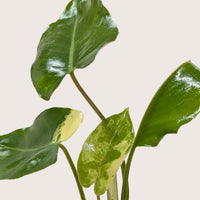 Philodendron Burle Marx Albo with green leaves splashed with white variegation