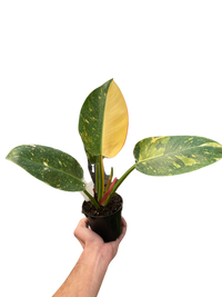 Philodendron 'Congo Green Variegated'