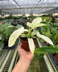 white ghost philodendron Philodendron Florida Ghost
