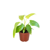 Philodendron 'Gold Violin'