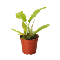 Philodendron 'Golden Crocodile'