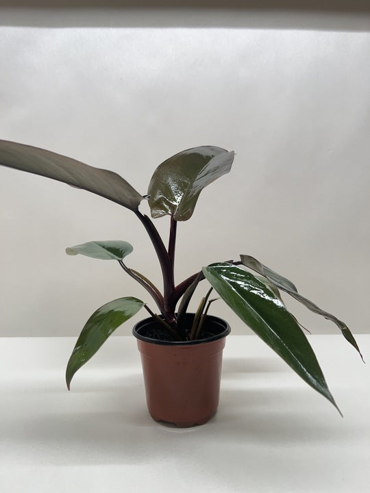 Philodendron Majesty with large glossy dark purple-black leaves in nursery pot