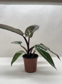 Philodendron Majesty with large glossy dark purple-black leaves in nursery pot